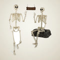 Aldermoor 5.4 ft Skeleton, 2 pack, photo 1