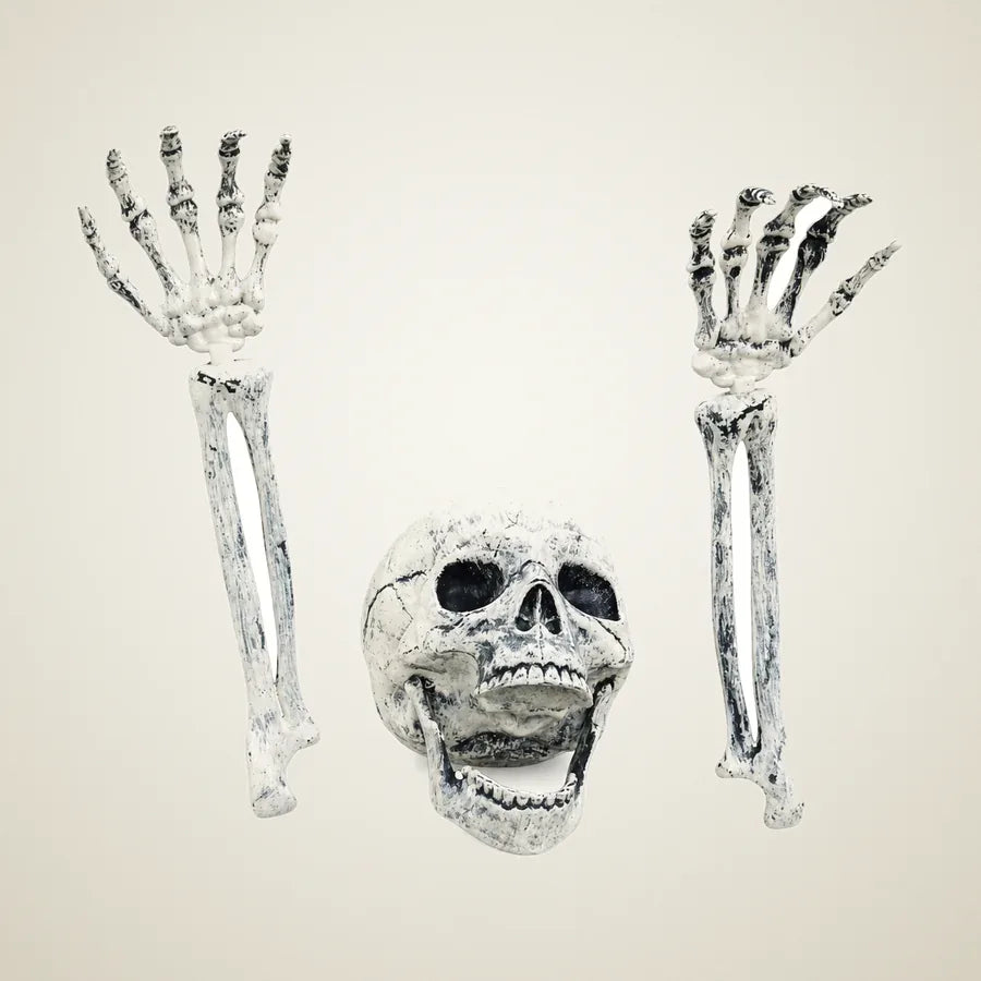 Almonry Skeleton, photo 1