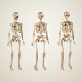 Hermitage 5 ft Poseable Skeleton, 3 pack, photo 1