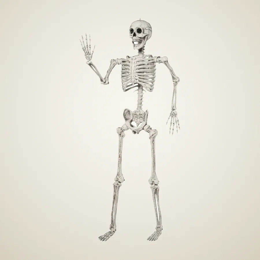 Nave Skeleton 5.6ft, photo 1