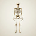 Vicarage Poseable Skeleton 7ft, photo 1